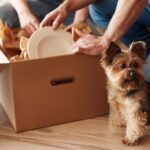 Moving With Pets: How to Make Sure Your Dog and Cat Have A Stress-free Move